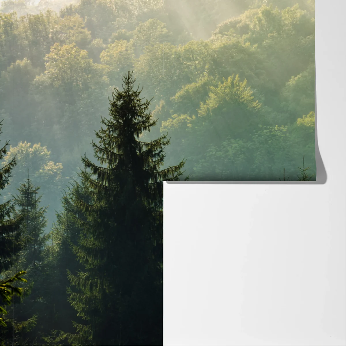 Fototapete nebeliger fichtenwald in den Karpaten bei sonnenaufgang Fototapete nebeliger fichtenwald in den Karpaten bei sonnenaufgang