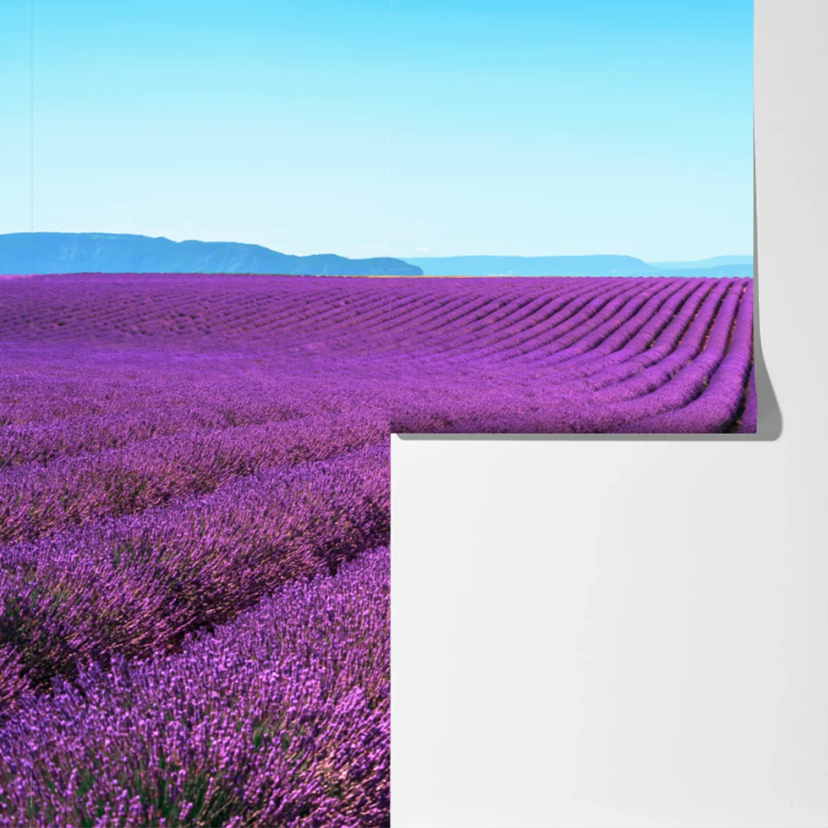 Fototapete lavendelfelder unter blauem himmel Fototapete lavendelfelder unter blauem himmel