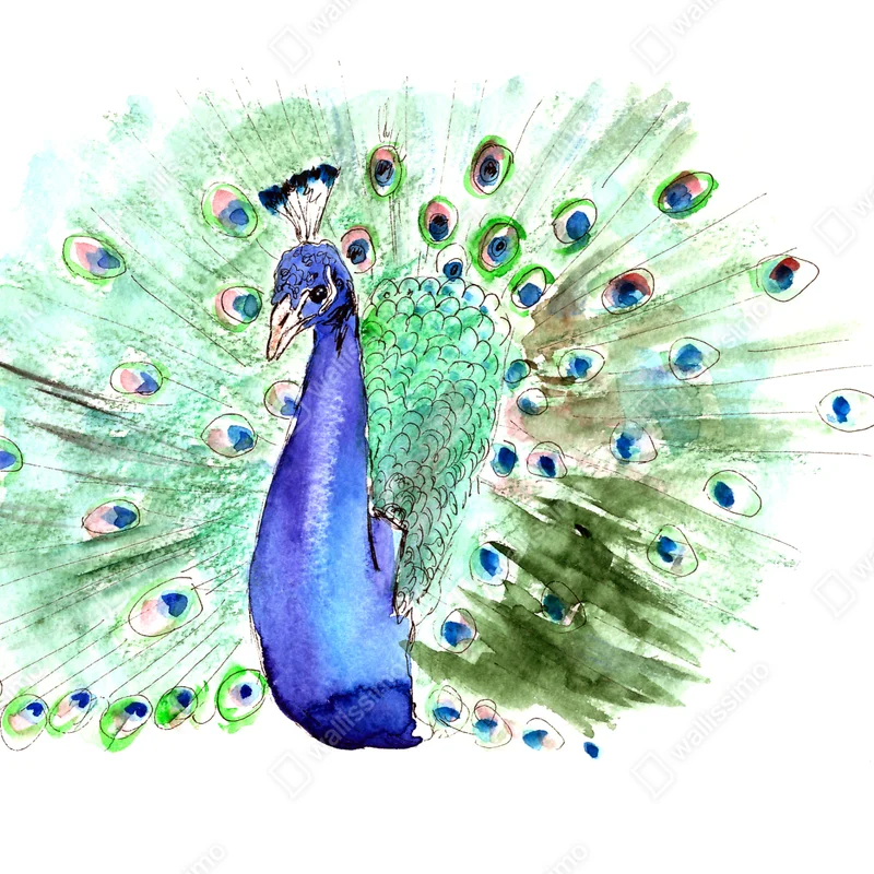 Poster majestätischer pfau in aquarell • Poster bei Wallnifity® Poster majestätischer pfau in aquarell • Poster bei Wallnifity®