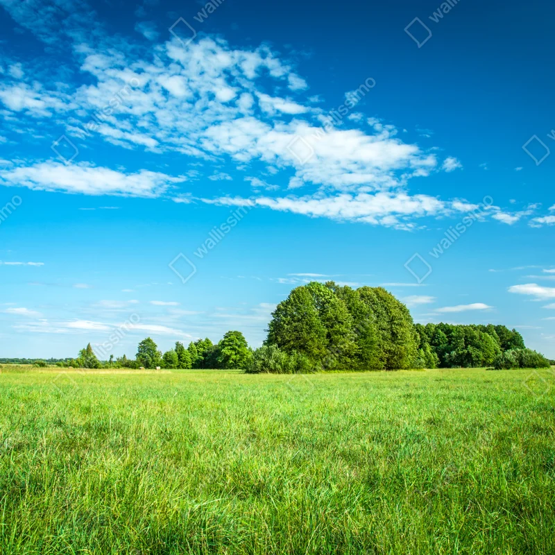 Fensteraufkleber sonnige grüne wiese unter blauem himmel Fensteraufkleber sonnige grüne wiese unter blauem himmel