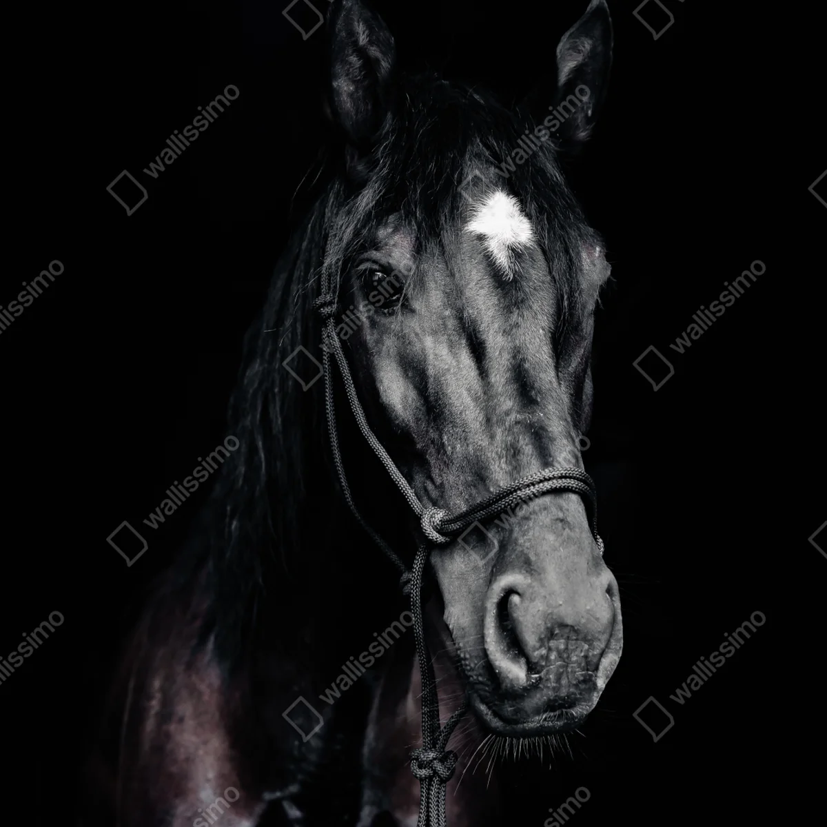 Kühlschrankaufkleber majestätisches pferdeporträt Kühlschrankaufkleber majestätisches pferdeporträt