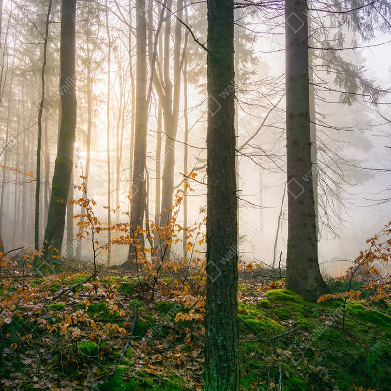 Poster Ein stimmungsvolles Bild, das eine heitere Waldlandschaft zeigt, die in den goldenen Schein des Morgennebels getaucht ist • Poster bei Wallnifity® Poster Ein stimmungsvolles Bild, das eine heitere Waldlandschaft zeigt, die in den goldenen Schein des Morgennebels getaucht ist • Poster bei Wallnifity®