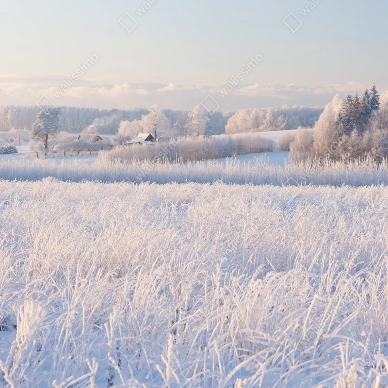 Leinwandbild wiese mit reif im morgenlicht Leinwandbild wiese mit reif im morgenlicht