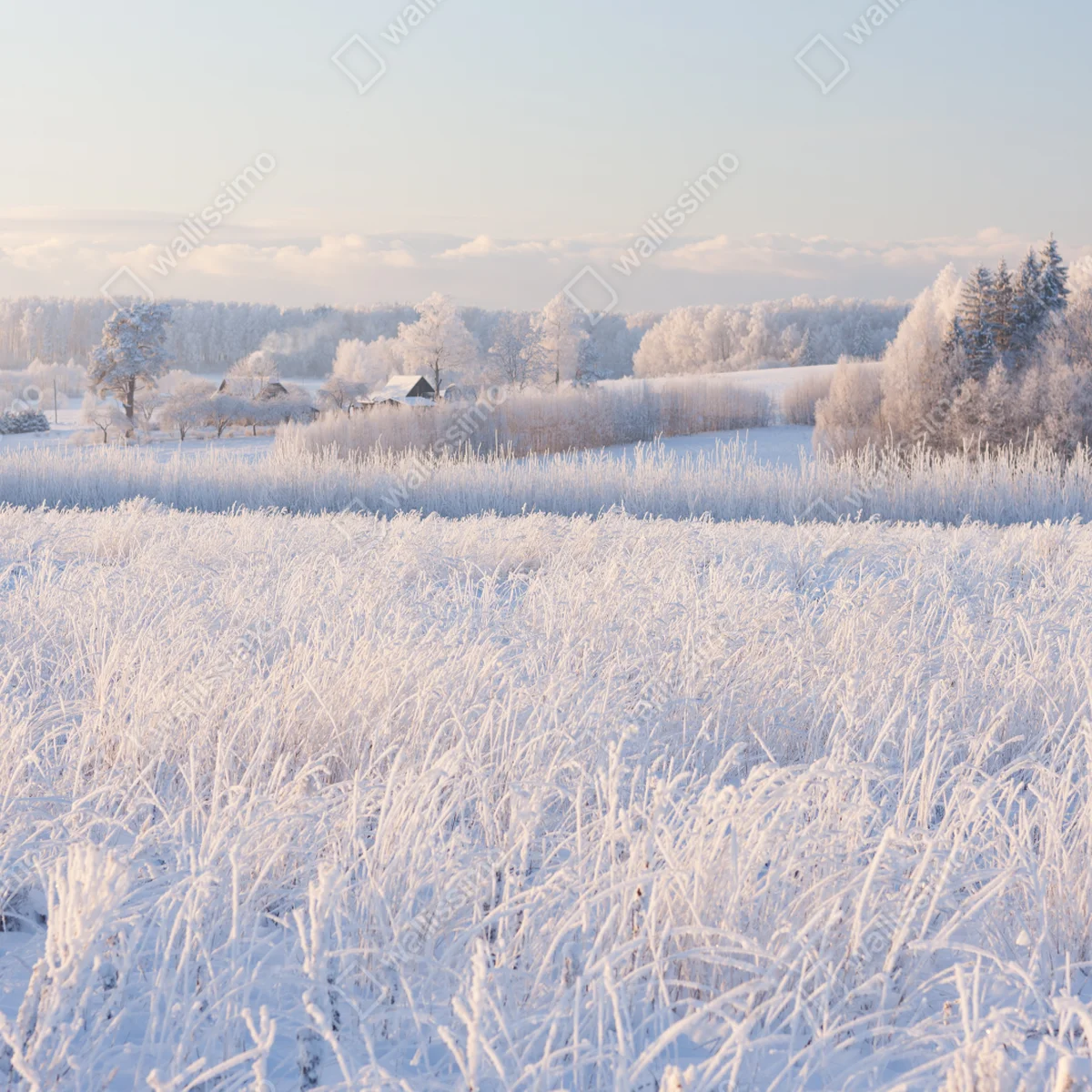 Leinwandbild wiese mit reif im morgenlicht Leinwandbild wiese mit reif im morgenlicht