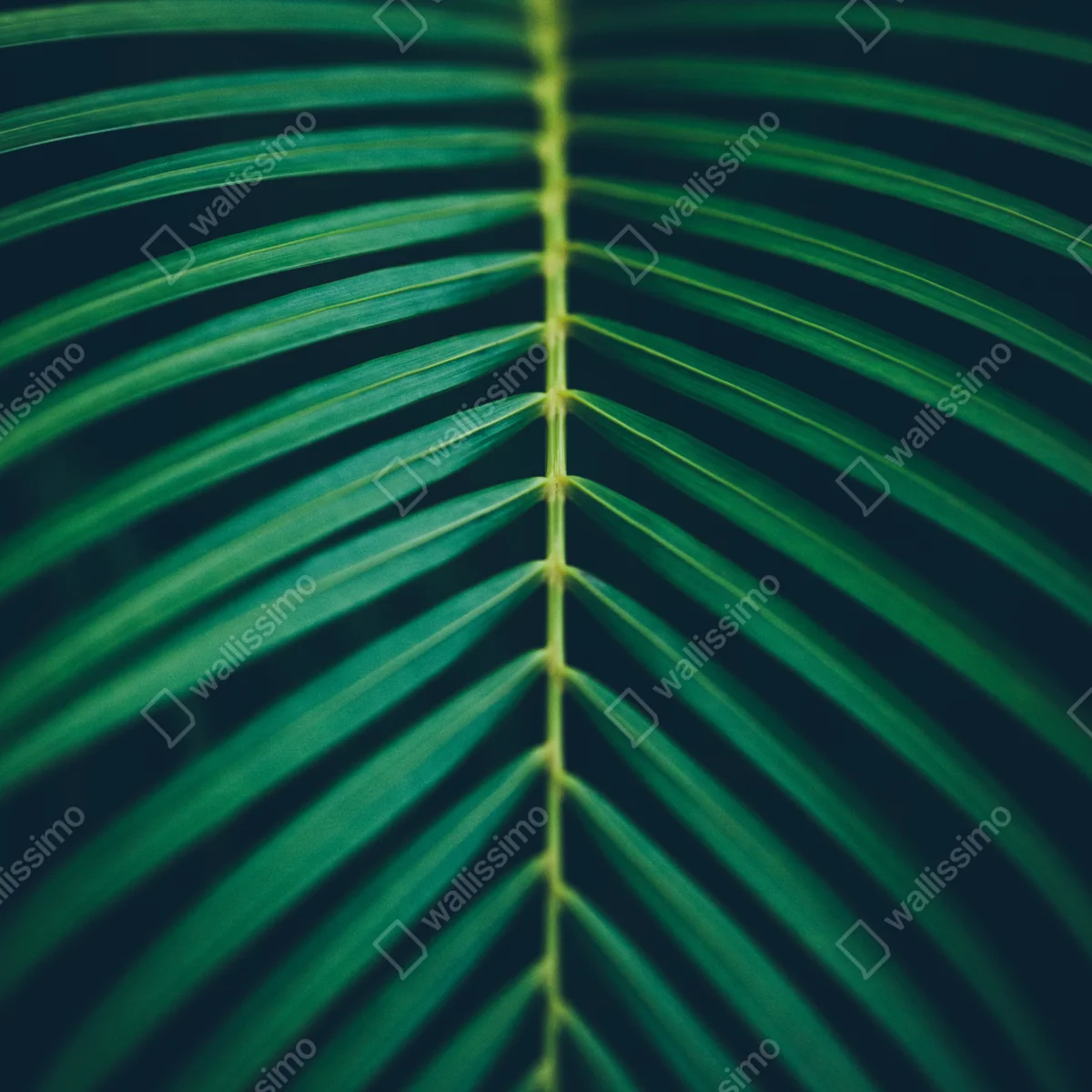 Repositionierbarer Aufkleber vertikales palmenblatt nahaufnahme Repositionierbarer Aufkleber vertikales palmenblatt nahaufnahme