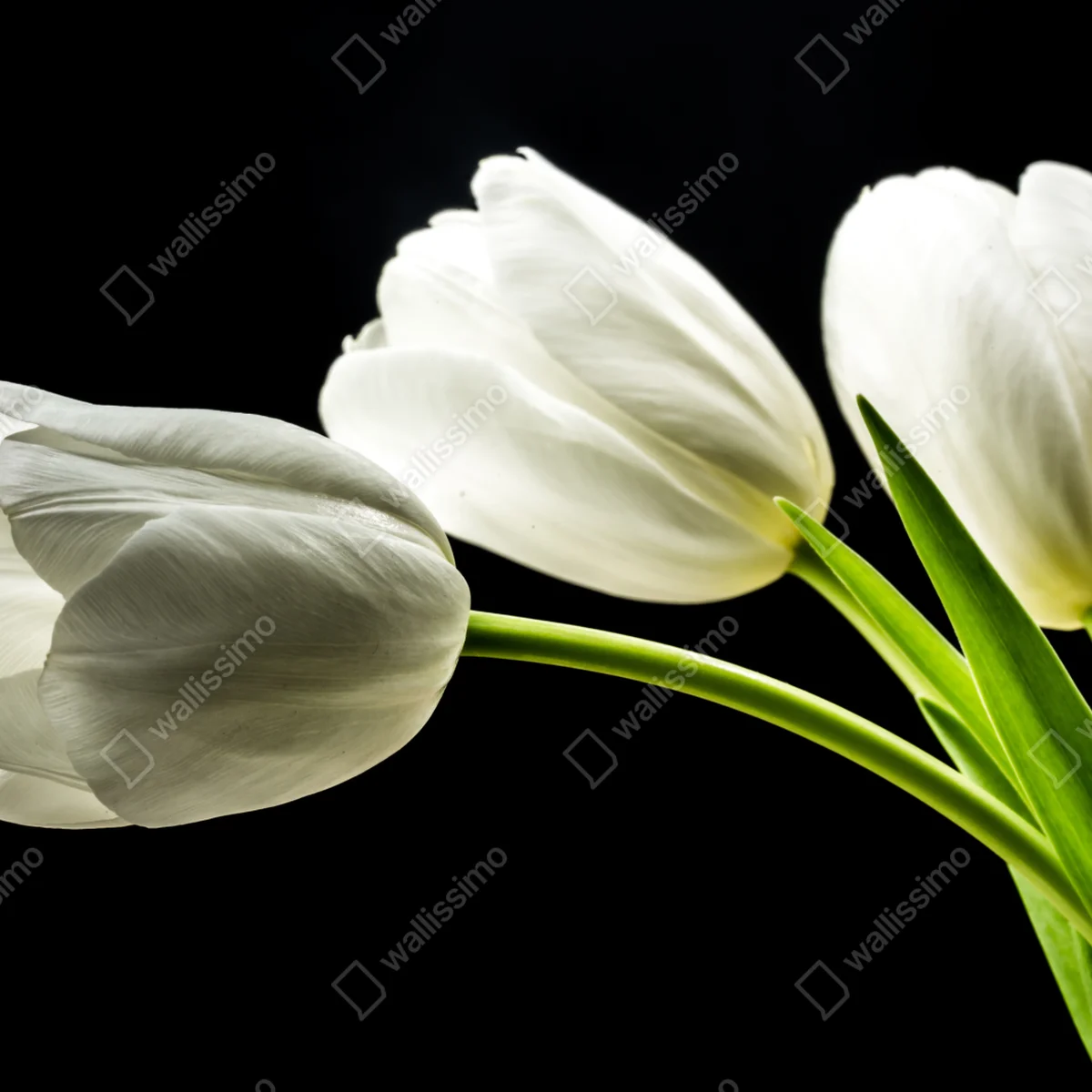Leinwandbild elegante weiße tulpen vor schwarzem hintergrund Leinwandbild elegante weiße tulpen vor schwarzem hintergrund