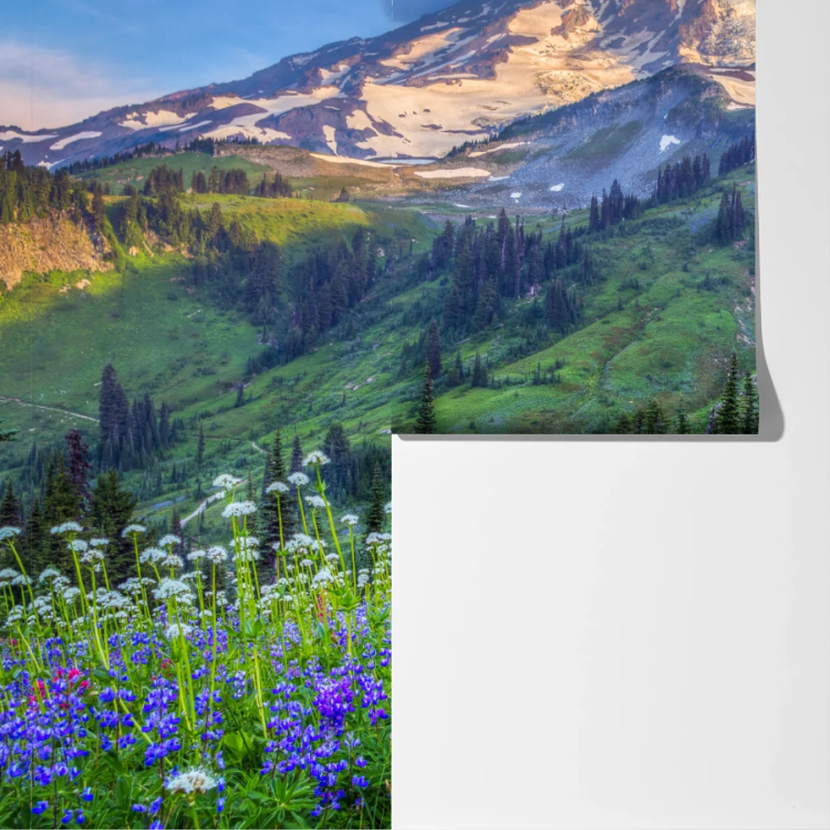 Fototapete alpine blumenwiese vor schneebedeckten bergen Fototapete alpine blumenwiese vor schneebedeckten bergen