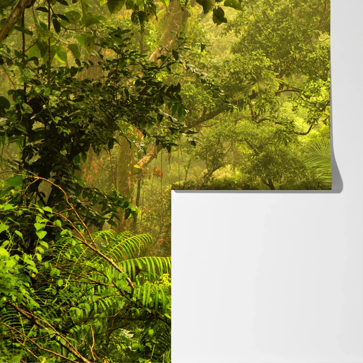 Fototapeta bujna pokrywa lasu deszczowego przy Cairns Fototapeta bujna pokrywa lasu deszczowego przy Cairns