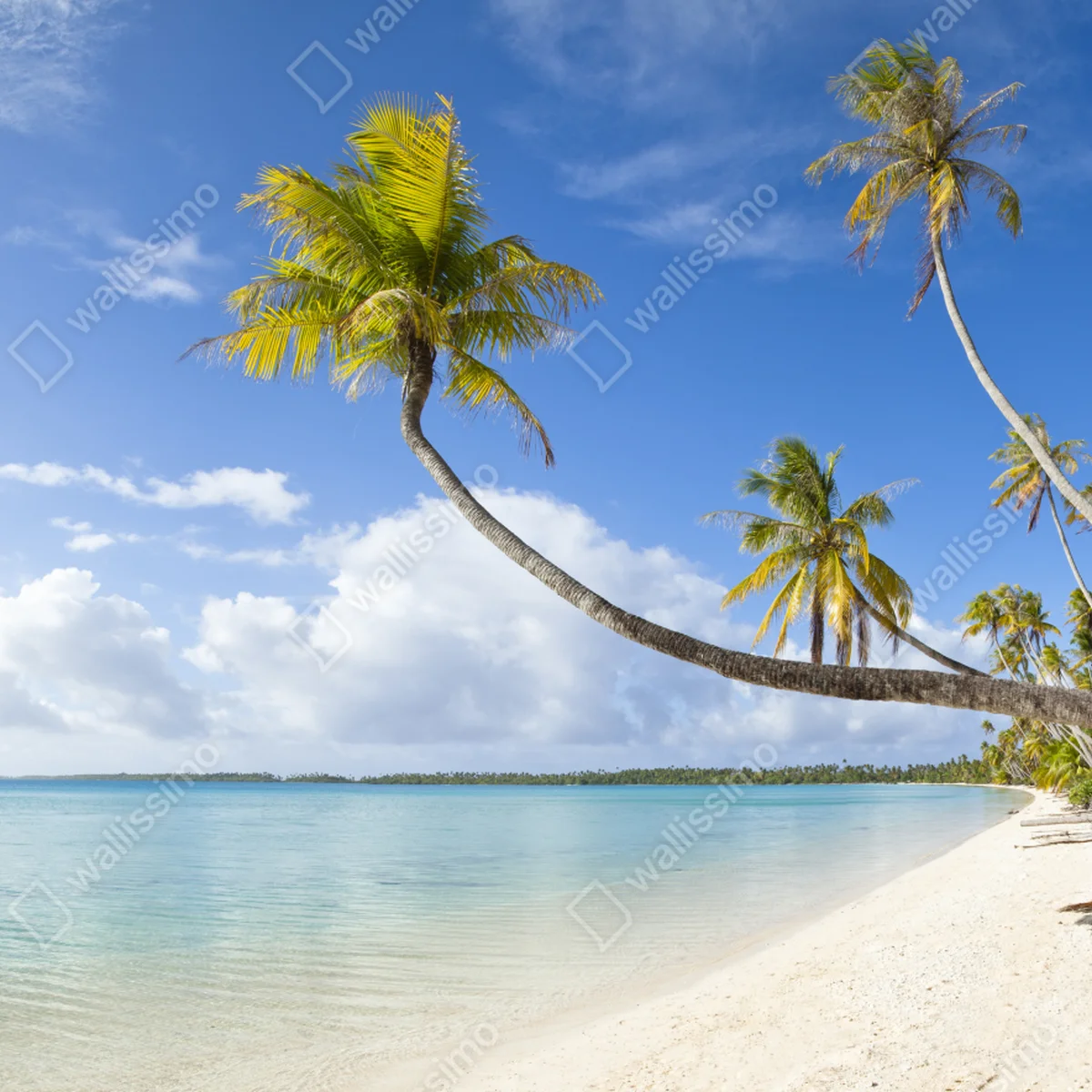 Fensteraufkleber tropischer türkisblauer strand mit geneigter palme Fensteraufkleber tropischer türkisblauer strand mit geneigter palme