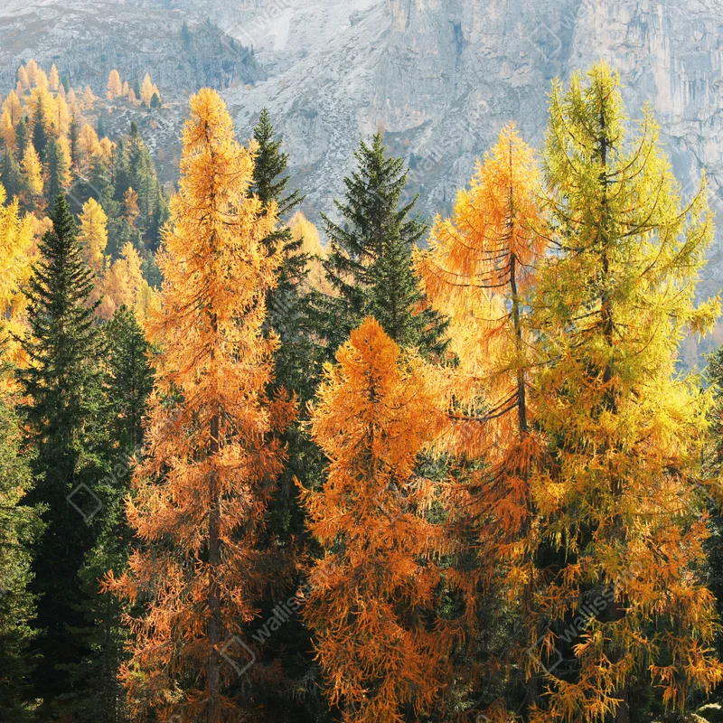 Fototapete goldener herbstlicher lärchenwald Fototapete goldener herbstlicher lärchenwald