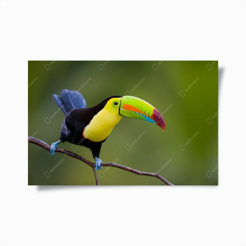 Poster lebendiges tukan-porträt • Poster bei Wallnifity® Poster lebendiges tukan-porträt • Poster bei Wallnifity®