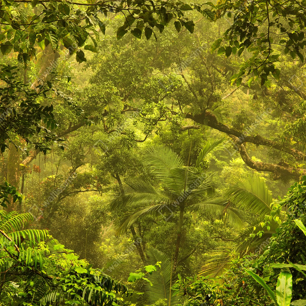 Fototapete üppiges regenwalddach bei Cairns Fototapete üppiges regenwalddach bei Cairns