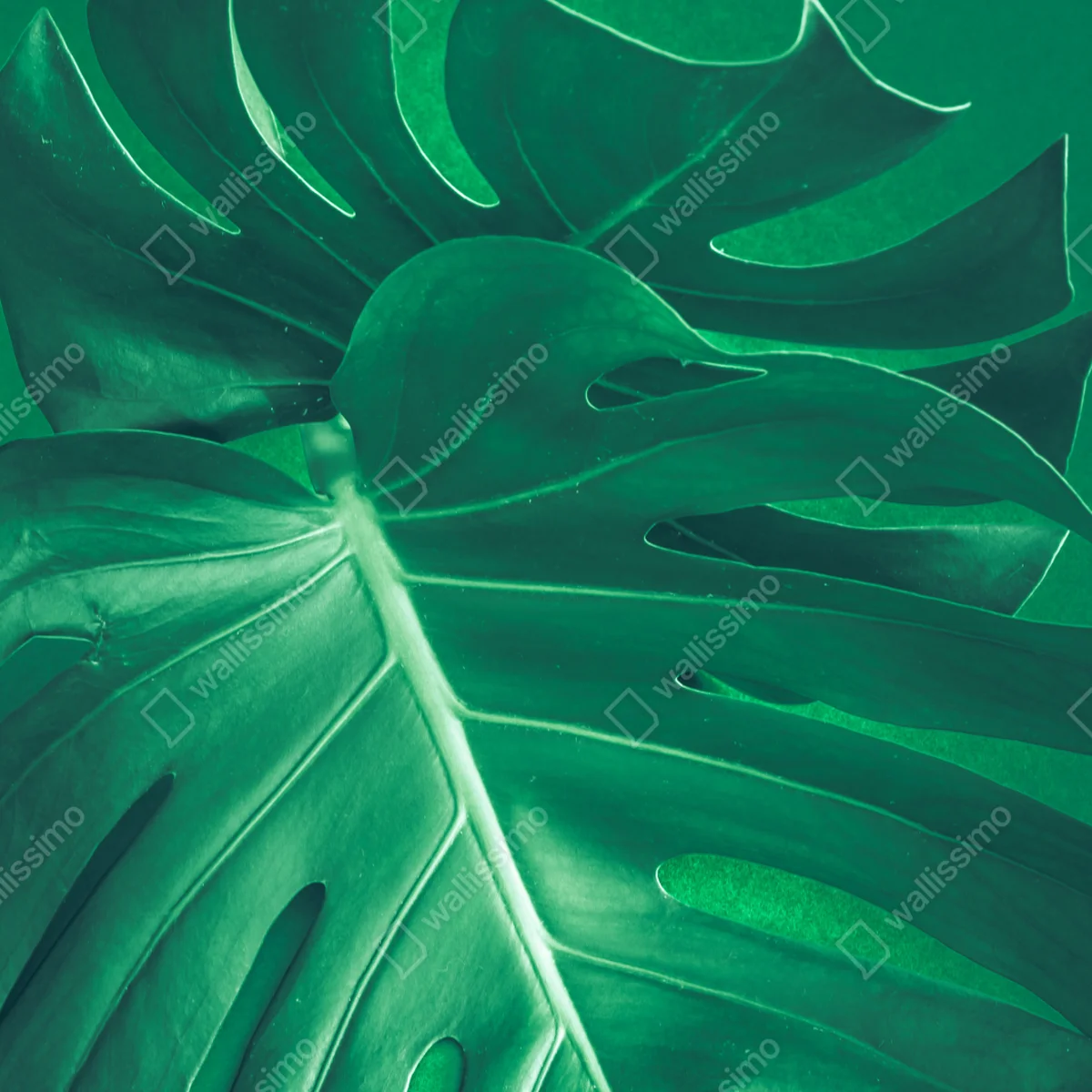 Türaufkleber prächtiges monstera-blatt nahaufnahme Türaufkleber prächtiges monstera-blatt nahaufnahme