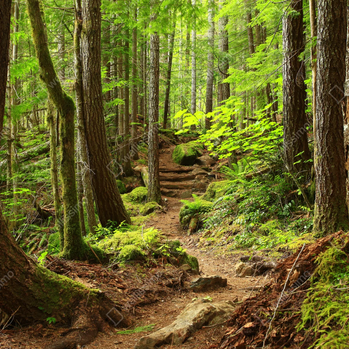 Türaufkleber moosiger waldpfad Türaufkleber moosiger waldpfad