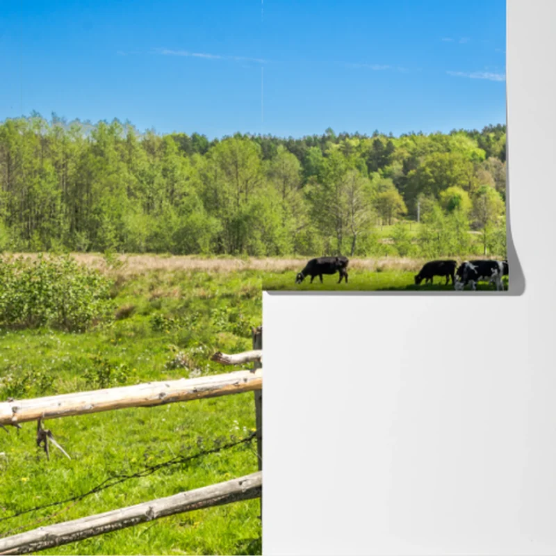 Fototapete sonnige landstraße durch grüne wiesen Fototapete sonnige landstraße durch grüne wiesen