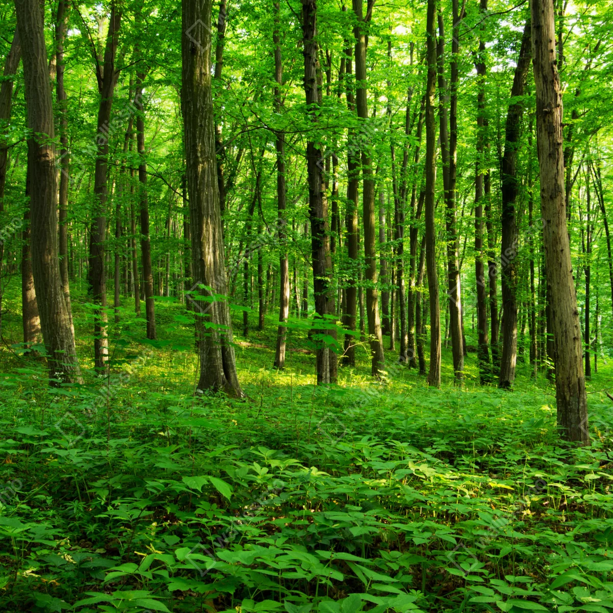 Repositionierbarer Aufkleber sonniger grüner wald im frühling Repositionierbarer Aufkleber sonniger grüner wald im frühling