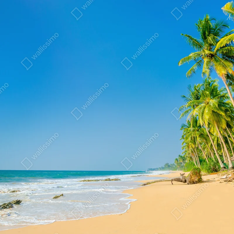 Naklejka na laptopa tropikalna plaża z palmami Naklejka na laptopa tropikalna plaża z palmami