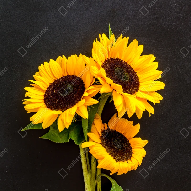 Repositionierbarer Aufkleber leuchtende sonnenblumen auf schwarzem hintergrund Repositionierbarer Aufkleber leuchtende sonnenblumen auf schwarzem hintergrund