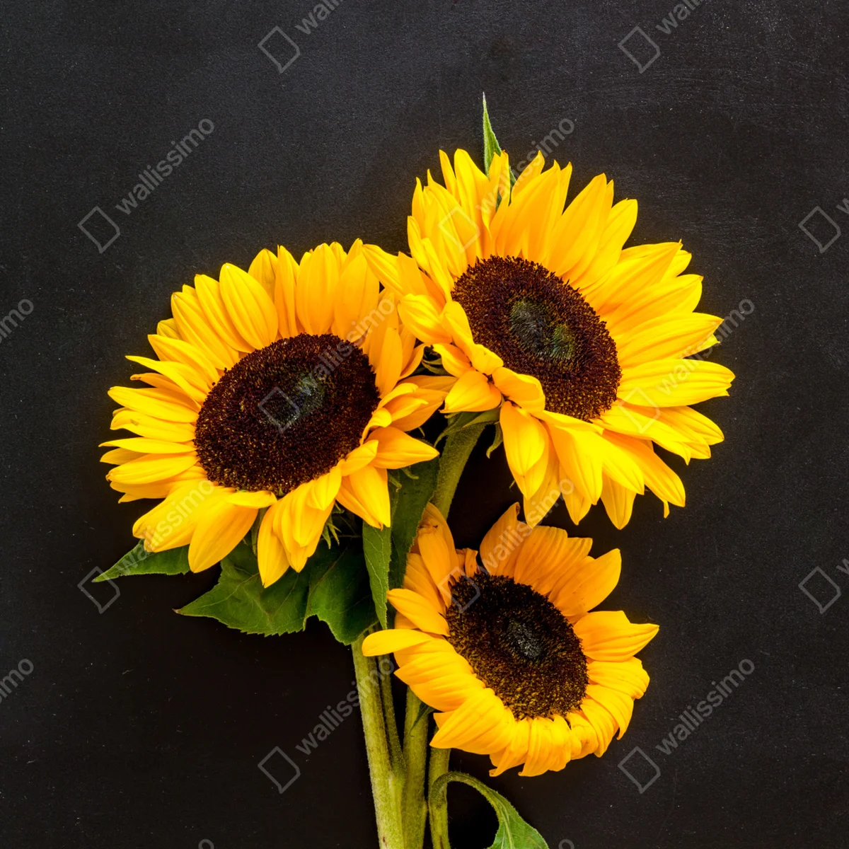 Repositionierbarer Aufkleber leuchtende sonnenblumen auf schwarzem hintergrund Repositionierbarer Aufkleber leuchtende sonnenblumen auf schwarzem hintergrund
