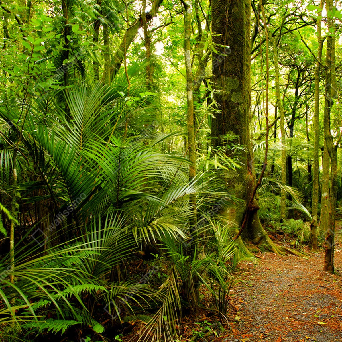 Poster Tropenwald • Poster bei Wallnifity® Poster Tropenwald • Poster bei Wallnifity®