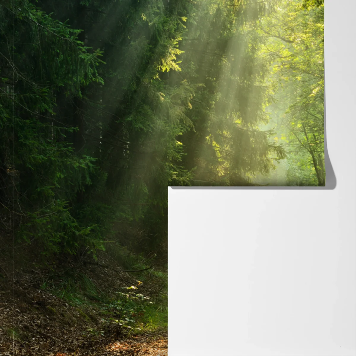 Fototapete sonnenbeschienener waldpfad Fototapete sonnenbeschienener waldpfad