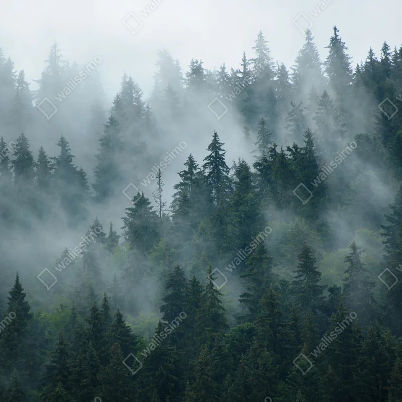 Repositionierbarer Aufkleber nebeliger immergrüner wald Repositionierbarer Aufkleber nebeliger immergrüner wald