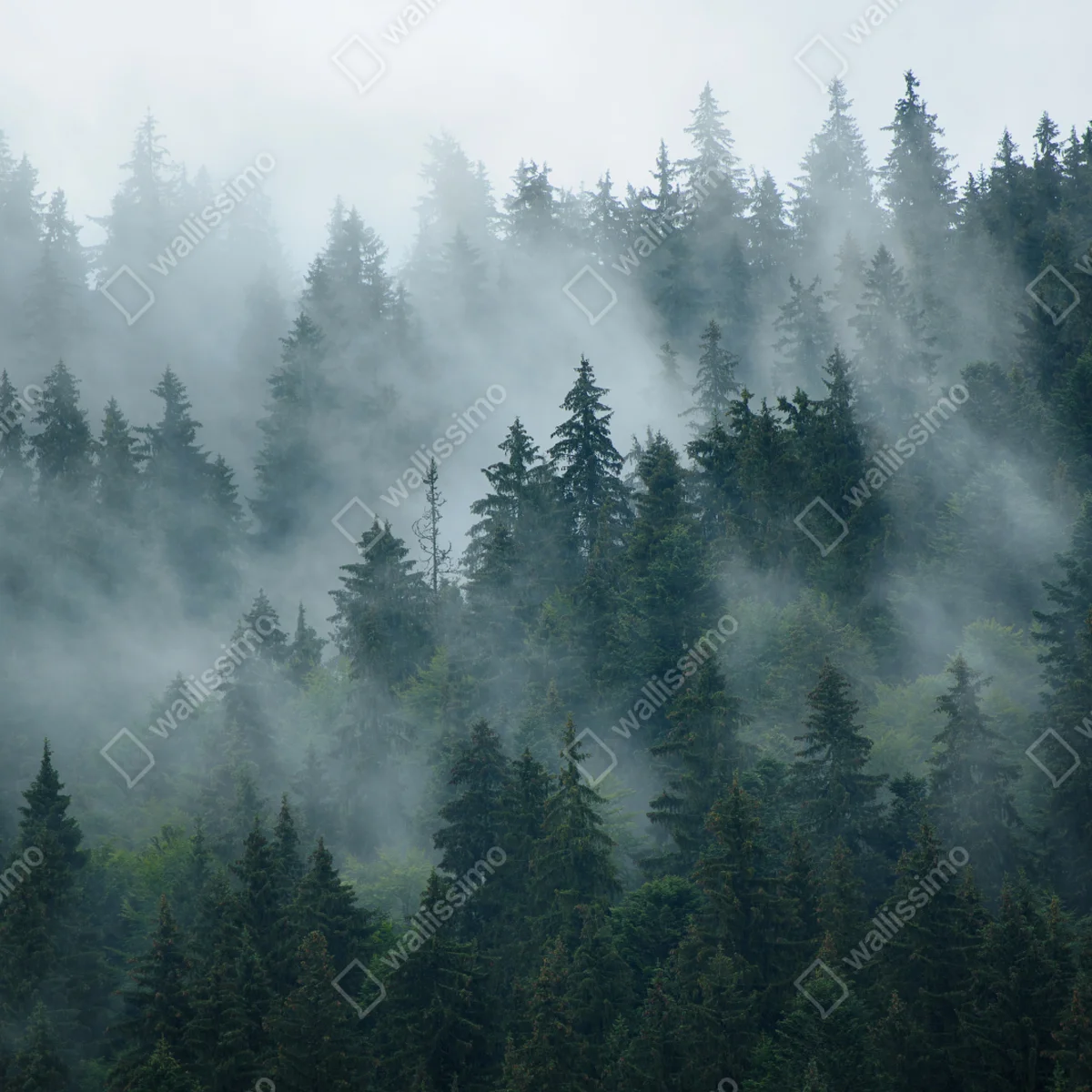 Repositionierbarer Aufkleber nebeliger immergrüner wald Repositionierbarer Aufkleber nebeliger immergrüner wald