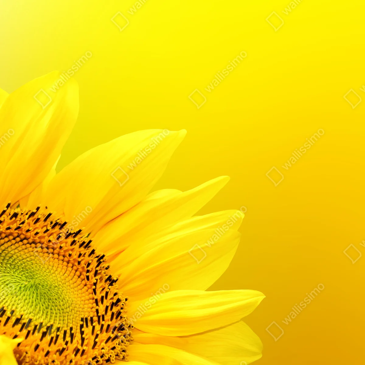 Fototapete leuchtende sonnenblume nahaufnahme auf gelbem hintergrund Fototapete leuchtende sonnenblume nahaufnahme auf gelbem hintergrund