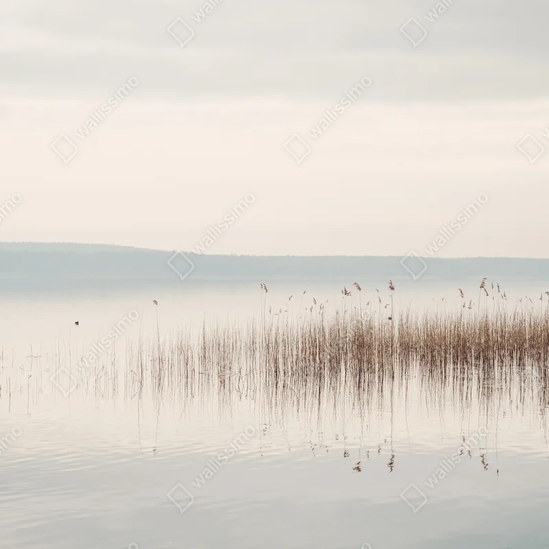 Türaufkleber ruhige schilfzone am see Türaufkleber ruhige schilfzone am see