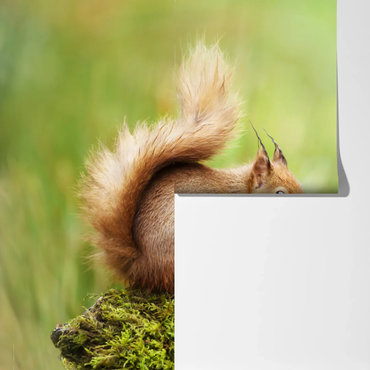 Fototapete rotes eichhörnchen auf moosigem stamm Fototapete rotes eichhörnchen auf moosigem stamm