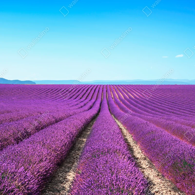 Repositionierbarer Aufkleber lavendelfelder unter blauem himmel Repositionierbarer Aufkleber lavendelfelder unter blauem himmel