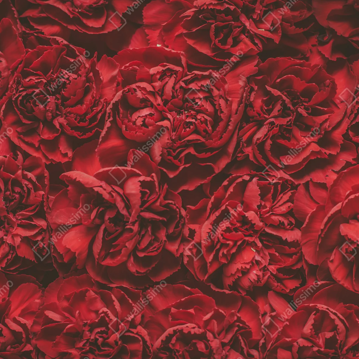 Fototapete vintage rote nelken blumenmuster Fototapete vintage rote nelken blumenmuster