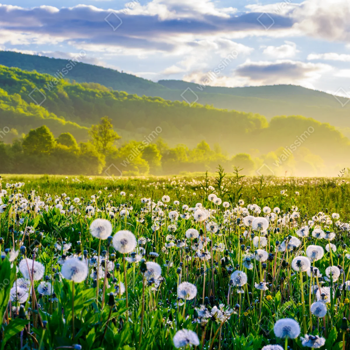 Tischaufkleber und Schreibtischaufkleber neblige löwenzahnwiese im sonnenaufgang Tischaufkleber und Schreibtischaufkleber neblige löwenzahnwiese im sonnenaufgang