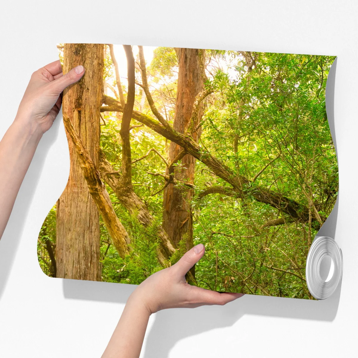 Fototapete urwaldpfad in Tasmanien Fototapete urwaldpfad in Tasmanien