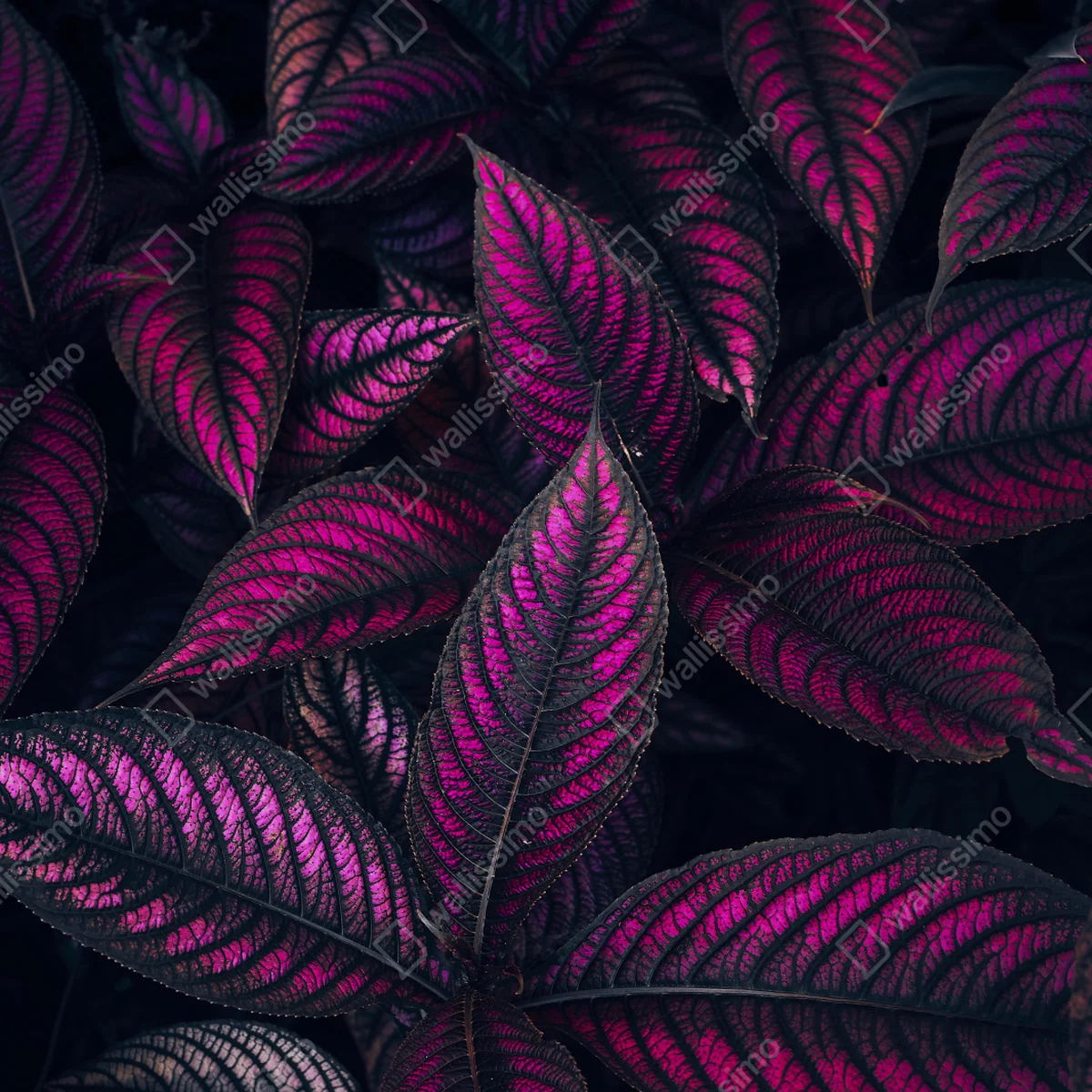 Türaufkleber leuchtendes violettes blättermotiv Türaufkleber leuchtendes violettes blättermotiv