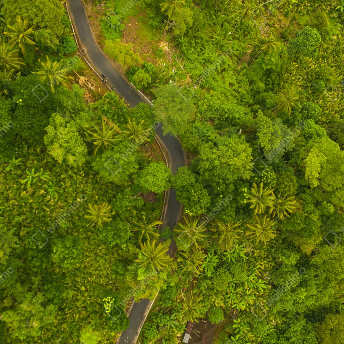 Poster Von oben nach unten Luftaufnahme der Asphaltstraße, die durch sattgrünen Dschungel führt Gebogene Landstraße durch den Regenwald • Poster bei Wallnifity® Poster Von oben nach unten Luftaufnahme der Asphaltstraße, die durch sattgrünen Dschungel führt Gebogene Landstraße durch den Regenwald • Poster bei Wallnifity®