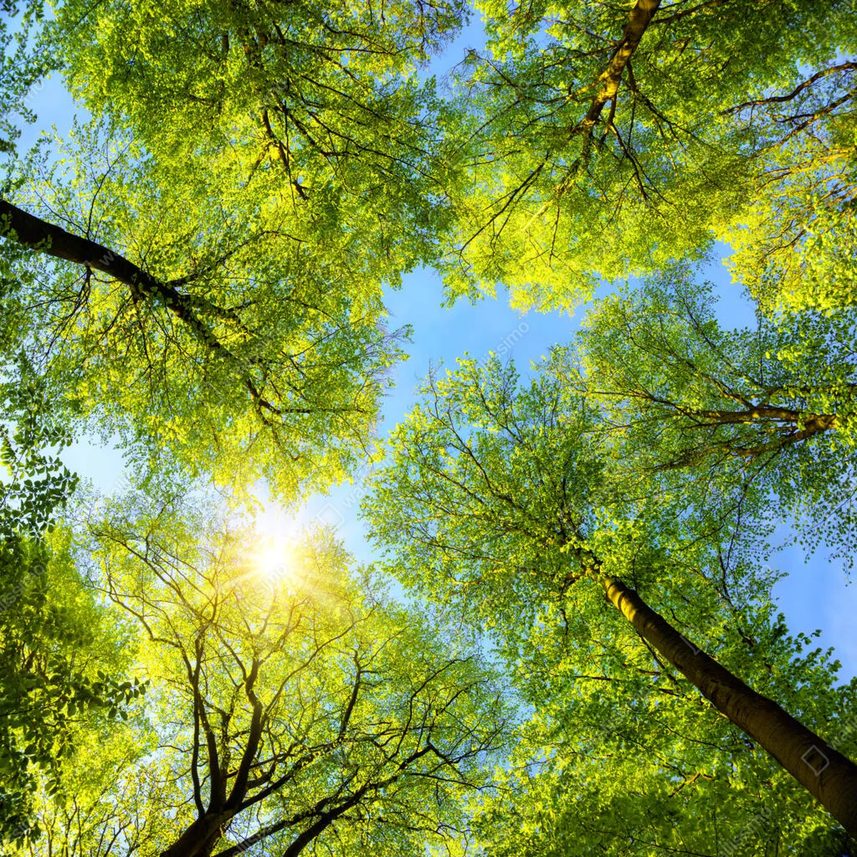 Poster grüne Baumkronen, Sonne und blauer Himmel • Poster bei Wallnifity® Poster grüne Baumkronen, Sonne und blauer Himmel • Poster bei Wallnifity®