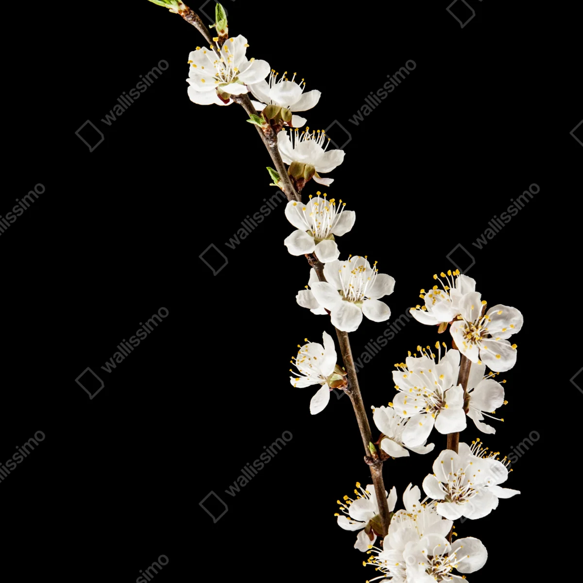 Poster zarter zweig mit aprikosenblüten auf schwarzem hintergrund Poster zarter zweig mit aprikosenblüten auf schwarzem hintergrund