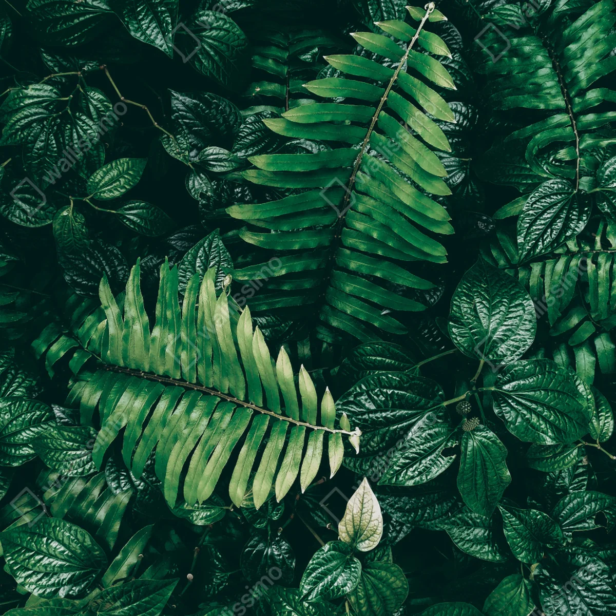 Türaufkleber üppige tropische blätter Türaufkleber üppige tropische blätter