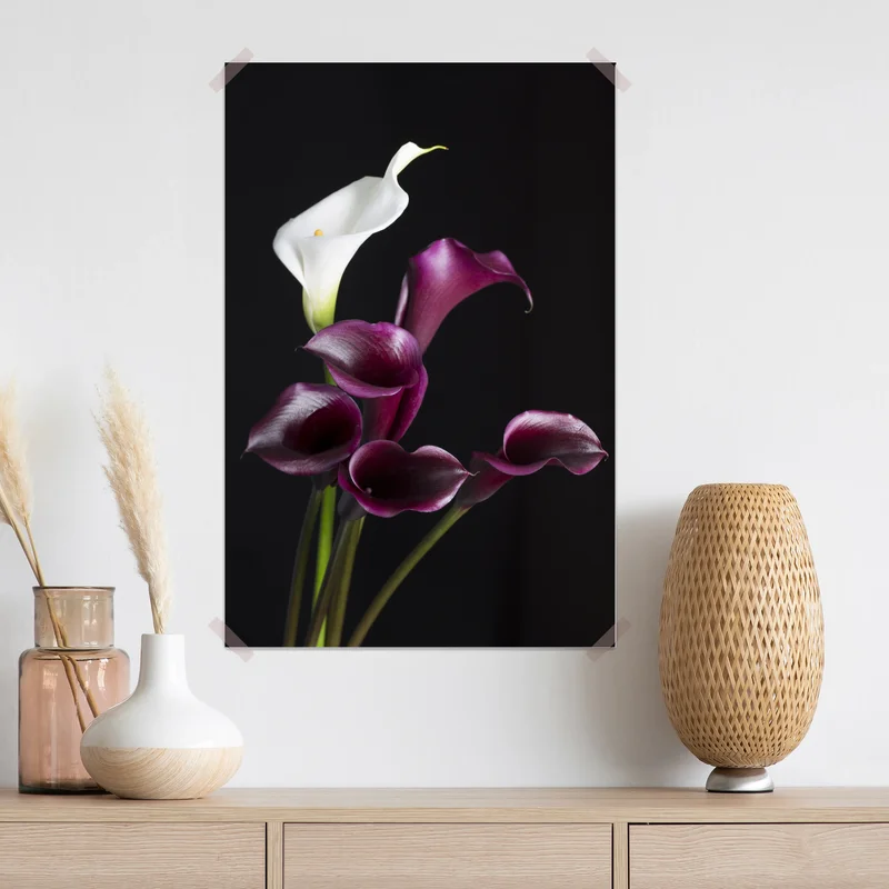 Poster elegante violette und weiße callas Poster elegante violette und weiße callas