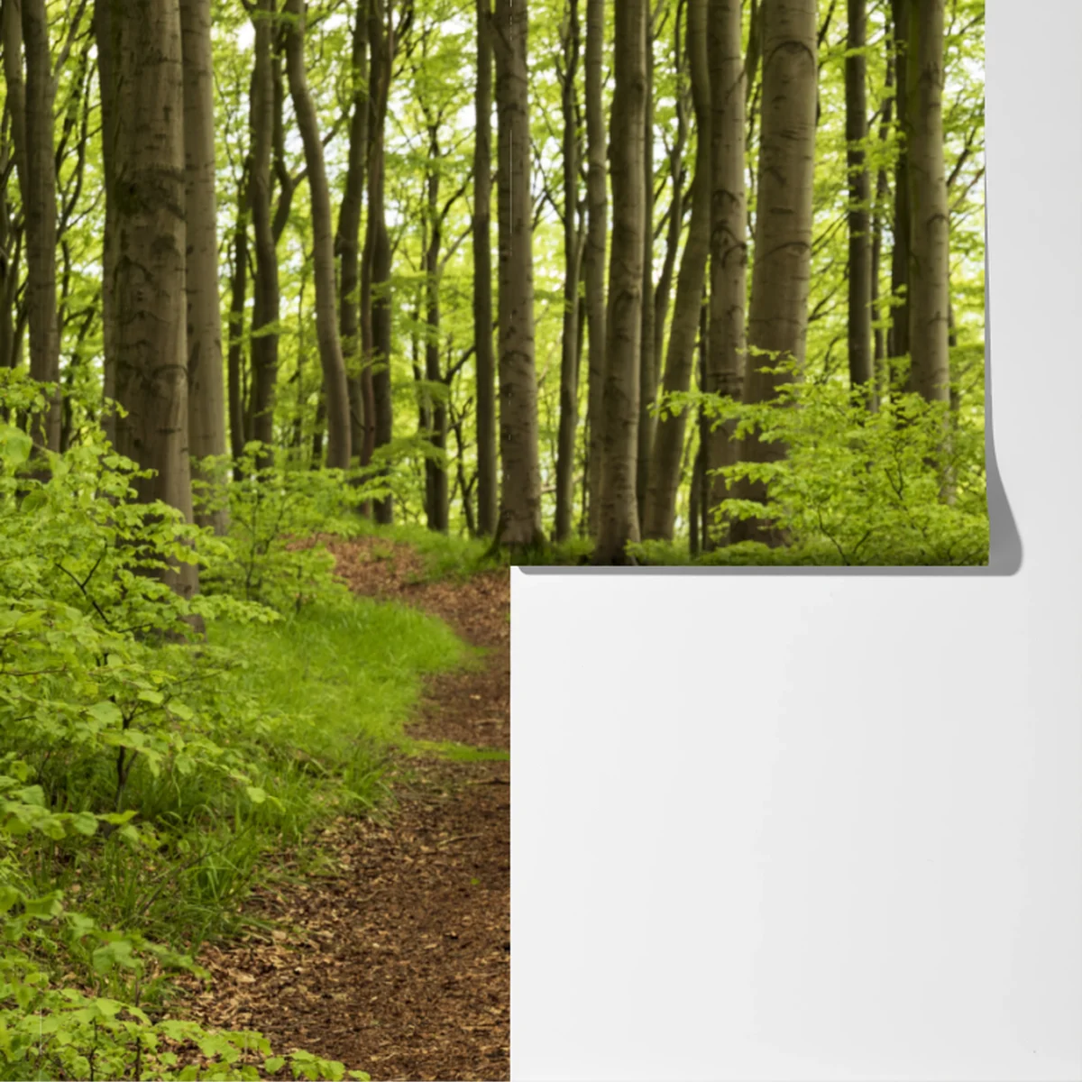 Fototapete ruhiger grüner waldweg Fototapete ruhiger grüner waldweg