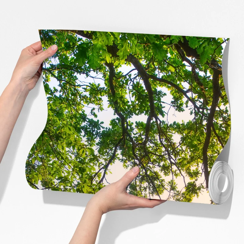 Fototapete morgendliche eiche auf sonnenbeschienener wiese Fototapete morgendliche eiche auf sonnenbeschienener wiese