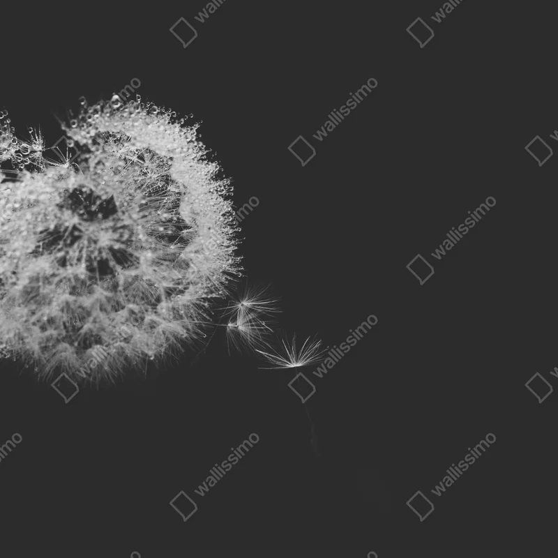 Tischaufkleber und Schreibtischaufkleber zarter löwenzahn in monochrom Tischaufkleber und Schreibtischaufkleber zarter löwenzahn in monochrom