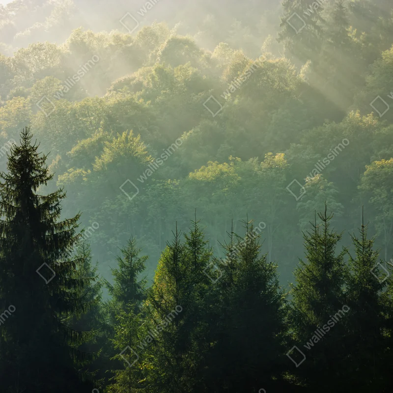 Repositionierbarer Aufkleber nebeliger fichtenwald in den Karpaten bei sonnenaufgang Repositionierbarer Aufkleber nebeliger fichtenwald in den Karpaten bei sonnenaufgang