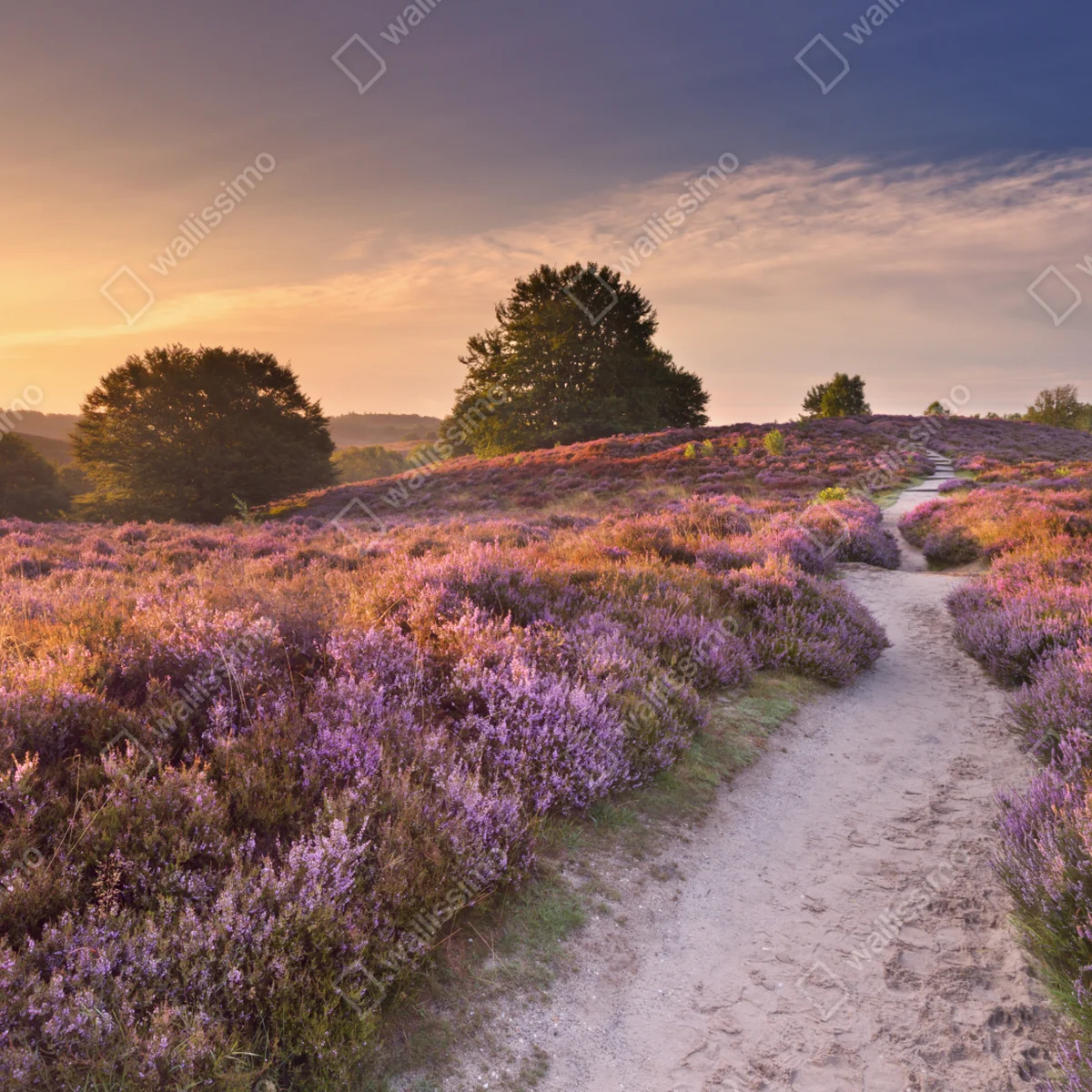 Fensteraufkleber Posbank bei sonnenaufgang über blühender heide Fensteraufkleber Posbank bei sonnenaufgang über blühender heide