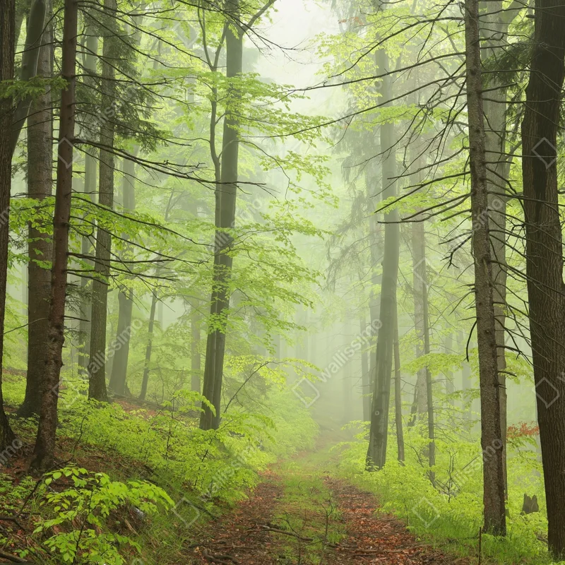 Schrankaufkleber nebliger grüner waldpfad Schrankaufkleber nebliger grüner waldpfad