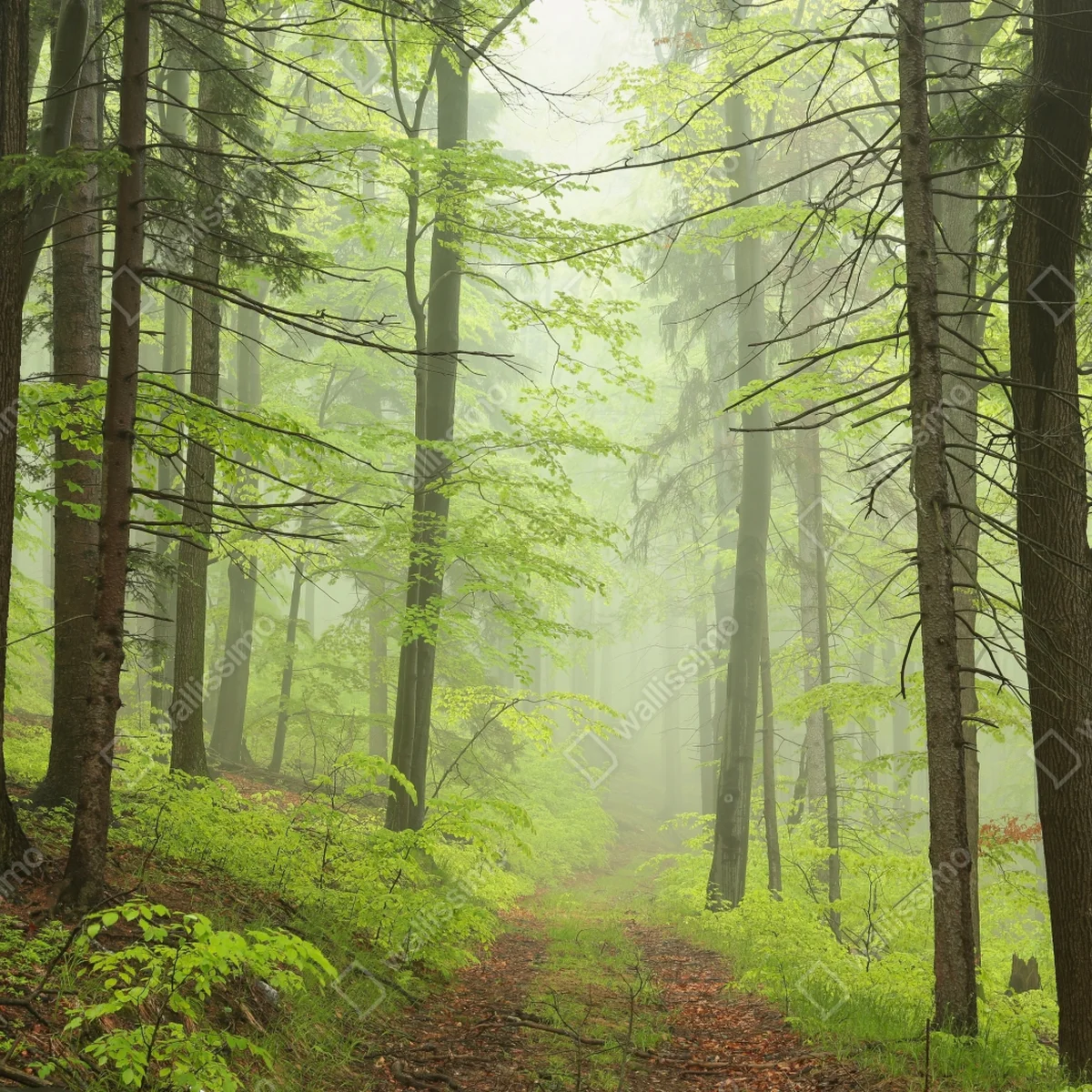 Schrankaufkleber nebliger grüner waldpfad Schrankaufkleber nebliger grüner waldpfad