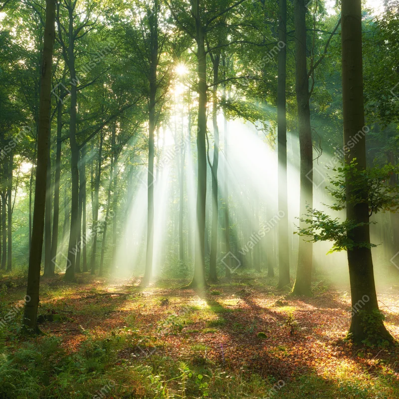 Kühlschrankaufkleber morgendliches licht im wald Kühlschrankaufkleber morgendliches licht im wald