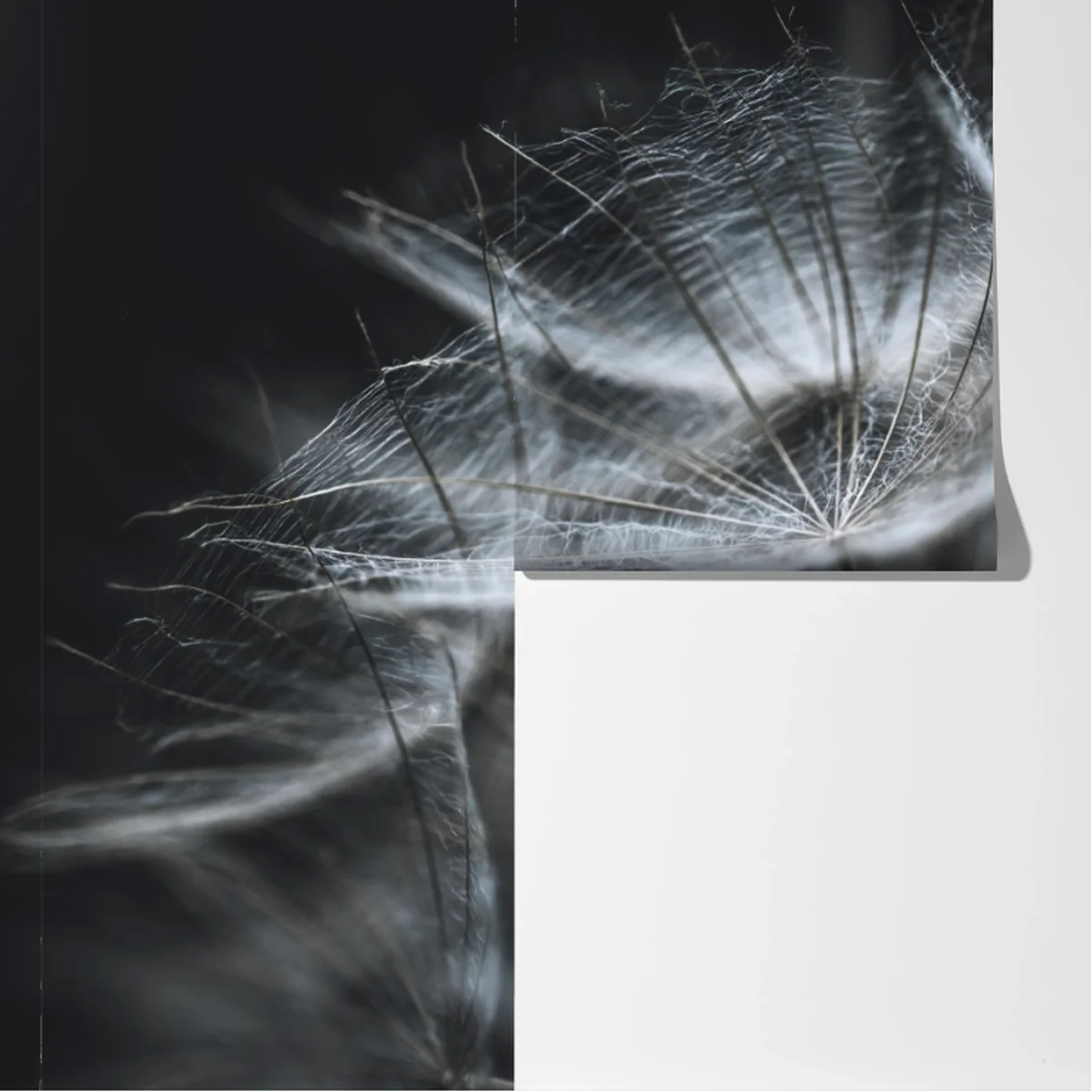 Fototapete zarte löwenzahnsamen in monochrom Fototapete zarte löwenzahnsamen in monochrom