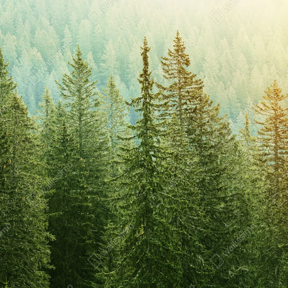 Repositionierbarer Aufkleber sonnenbeschienener nadelwald Repositionierbarer Aufkleber sonnenbeschienener nadelwald